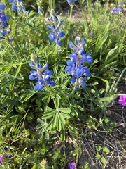 Lupinus subcarnosus