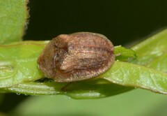 Hypocassida subferruginea