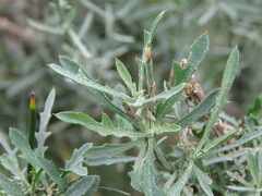 Centaurea aspera