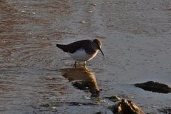 Tringa ochropus