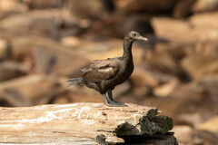 Phalacrocorax neglectus