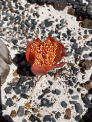 Haemanthus coccineus