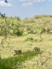 Phacochoerus africanus