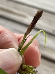 Carex hyalinolepis