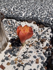 Haemanthus coccineus