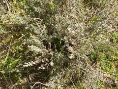 Lavandula pedunculata