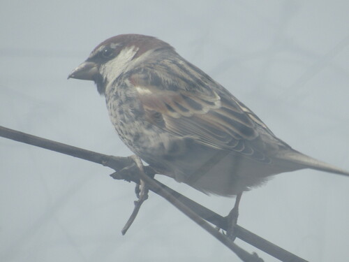 Spanish Sparrow (Passer hispaniolensis), photo 5