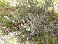 Lavandula pedunculata