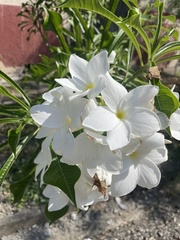 Plumeria pudica