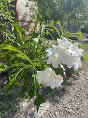 Plumeria pudica