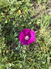 Callirhoe involucrata