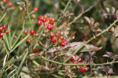 Rosa transmorrisonensis