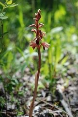 Corallorhiza striata