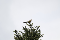 Trochalopteron morrisonianum