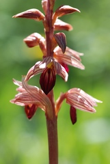 Corallorhiza striata