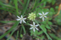 Allium canadense