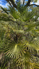 Chamaerops humilis