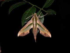 Pergesa acteus
