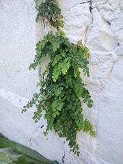 Adiantum