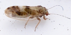 Cacopsylla fulguralis