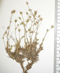 Sabulina dawsonensis