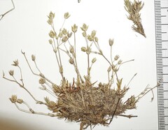 Sabulina dawsonensis