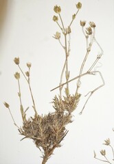 Sabulina dawsonensis