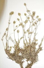 Sabulina dawsonensis