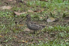 Gallinago paraguaiae