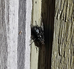 Calliphora vomitoria