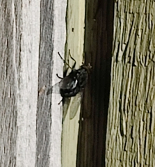 Calliphora vomitoria