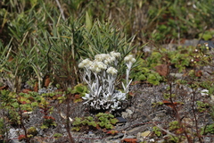 Anaphalis nepalensis