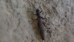 Perlodinae