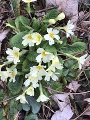 Primula