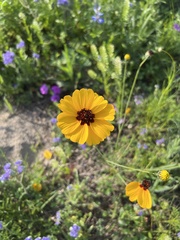 Thelesperma filifolium