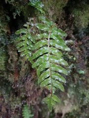 Plagiogyria stenoptera