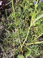 Thelesperma filifolium