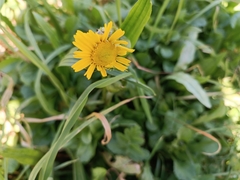 Coleostephus myconis