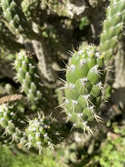 Austrocylindropuntia