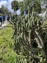 Austrocylindropuntia