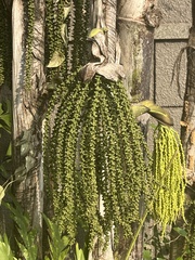 Caryota