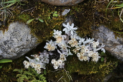 Anaphalis nepalensis