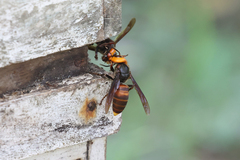 Vespa mandarinia