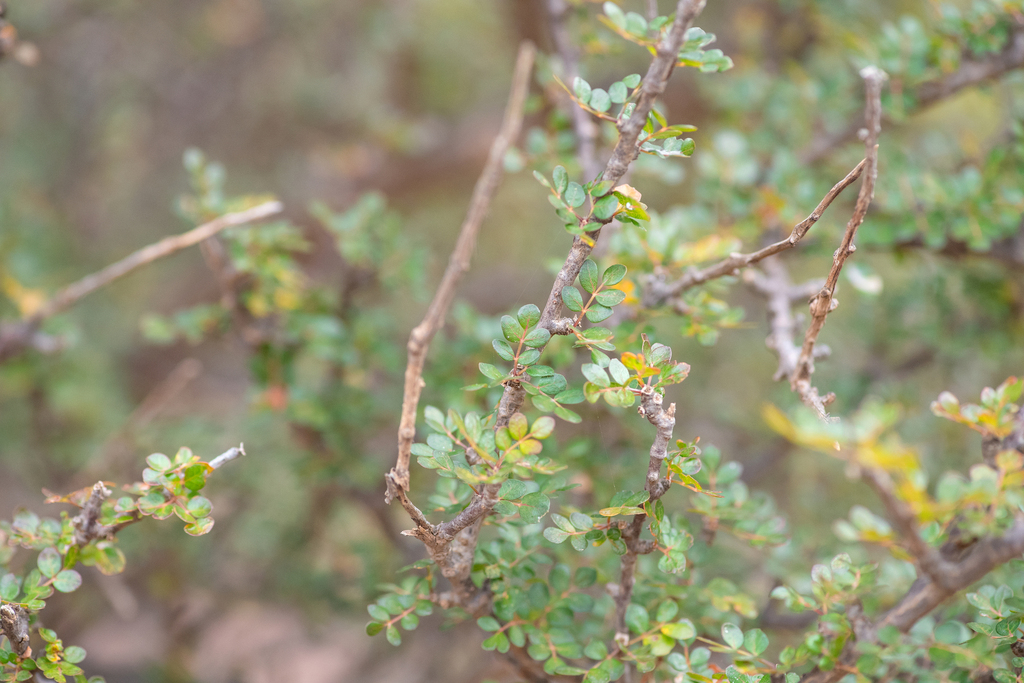 Commiphora parvifolia, Hadramawt, YE