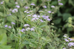 Ageratum conyzoides