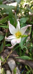 Zephyranthes candida