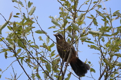 Trochalopteron morrisonianum