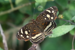 Anthanassa drusilla