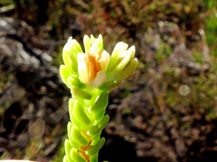 Crassula ericoides