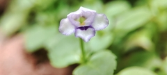 Torenia crustacea